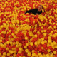 A much more successful ball pit.